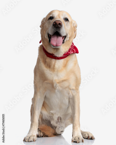 adorable golden retriever puppy with red bandana panting with tongue out