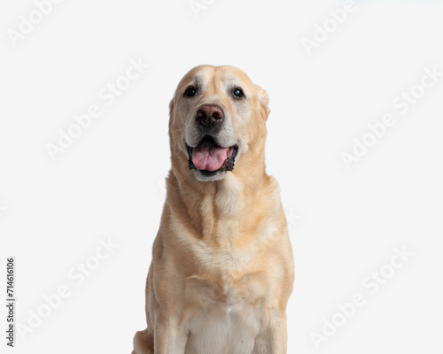 cute golden retriever puppy sticking out tongue and panting while sitting