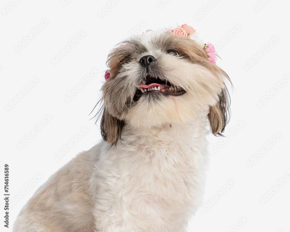 excited little shih tzu with flowers headband looking up and panting