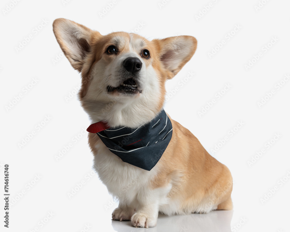 curious welsh corgi with collar looking up to side