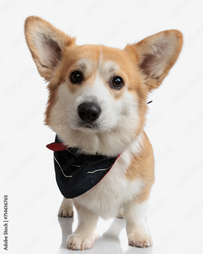 adorable corgi wearing collar and bandana standing