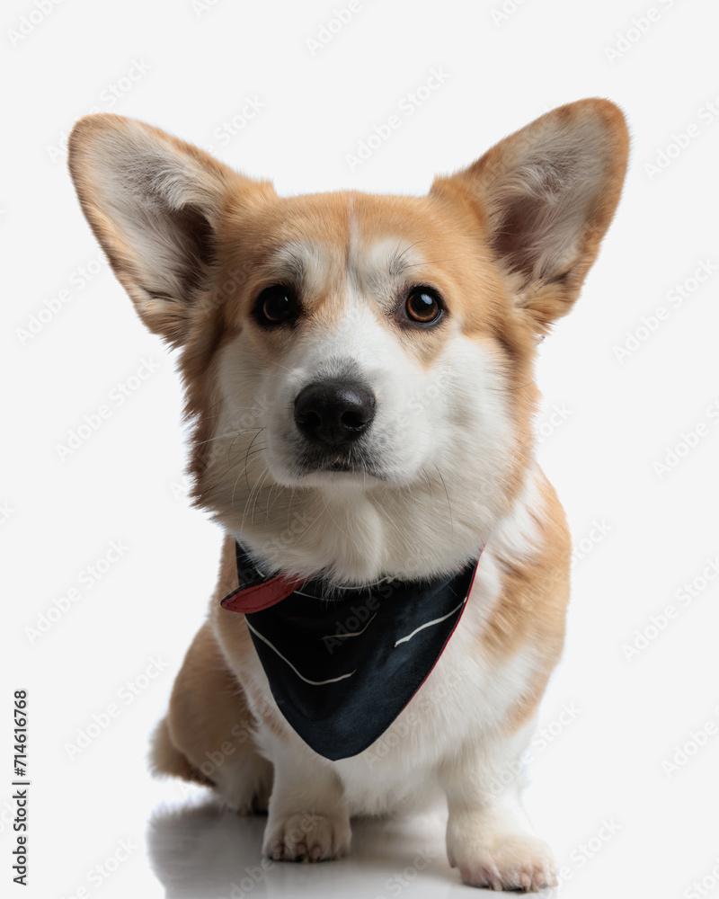 cut seated corgi puppy wearing black bandana cut seated corgi puppy wearing black bandana