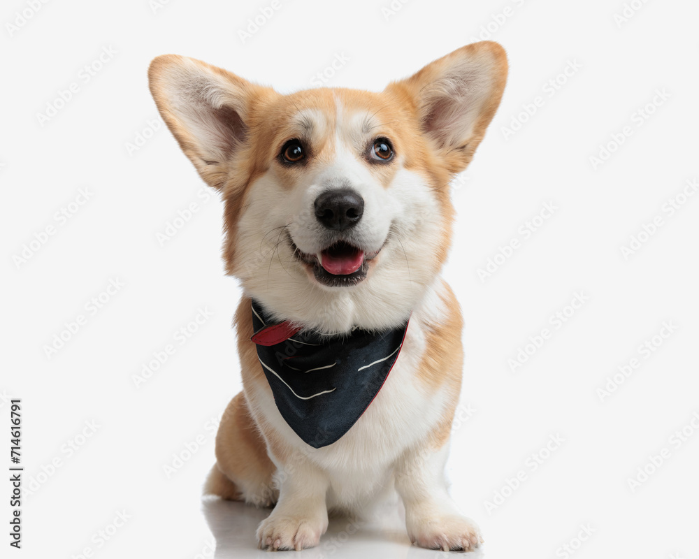lovely corgi puppy sticking out tongue lovely corgi puppy sticking out tongue
