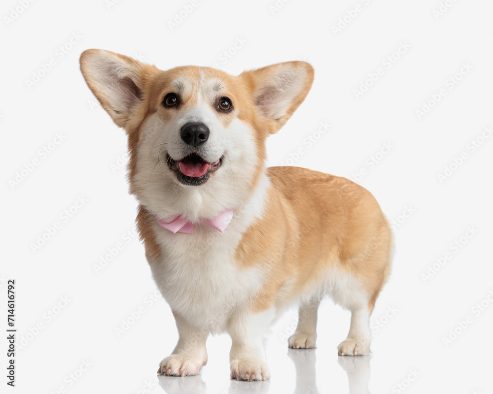 gentleman corgi puppy standing and panting