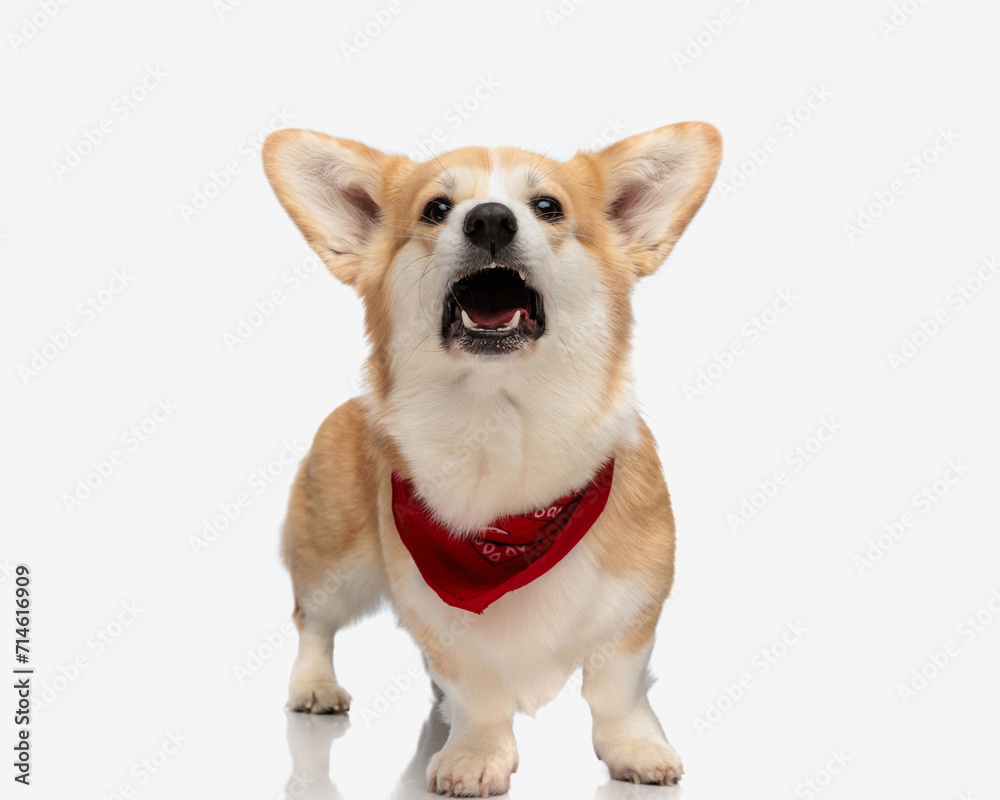 cute corgi puppy wearing red scarf barking