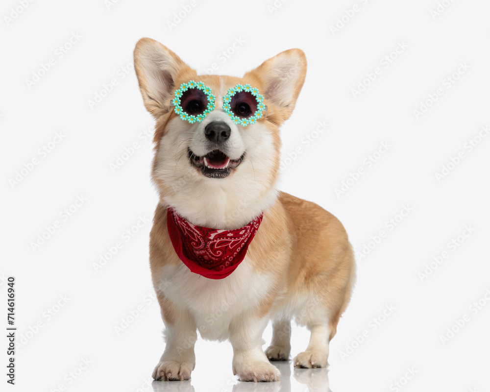 happy corgi wearing sunglasses and red bandana