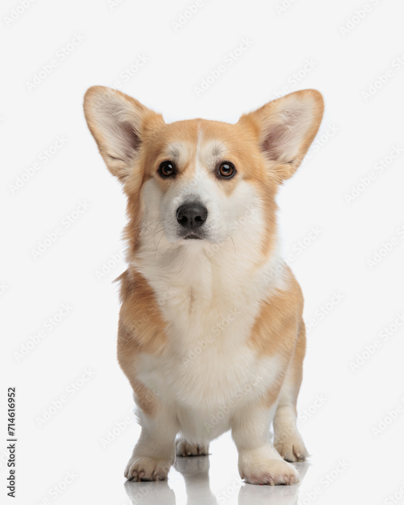 adorable corgi puppy with big ears standing