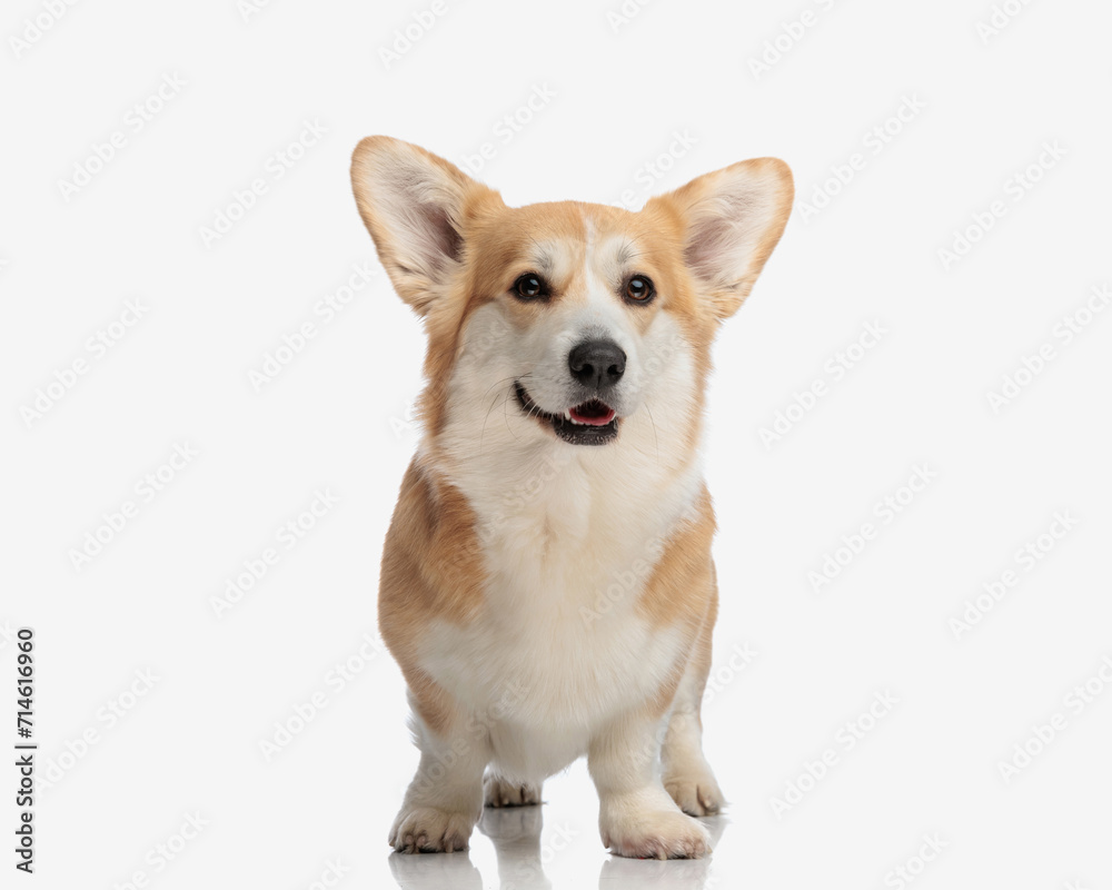 cute welsh corgi puppy with tongue exposed