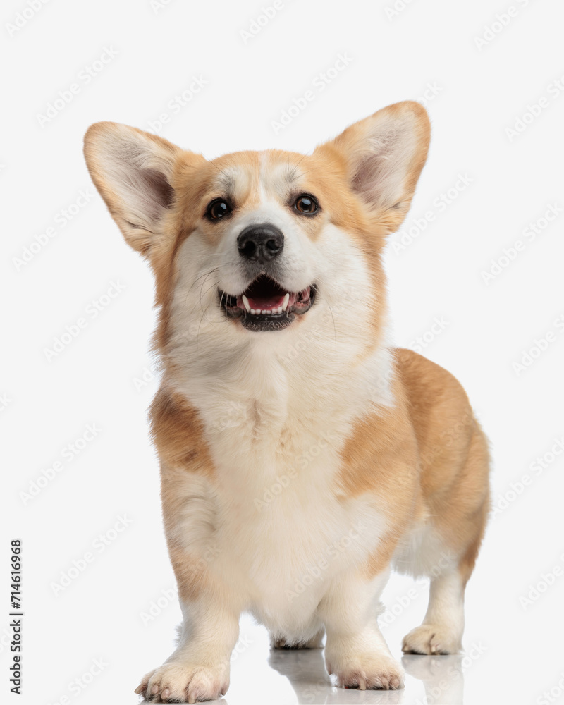 happy corgi dog panting with tongue out happy corgi dog panting with tongue out