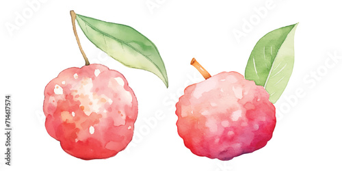 lychee fruit watercolor vector illustration 
