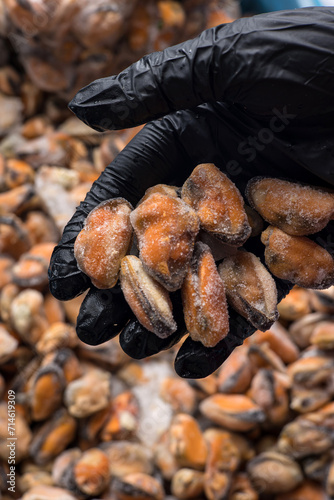 Frozen mussel meat in a store. Close up