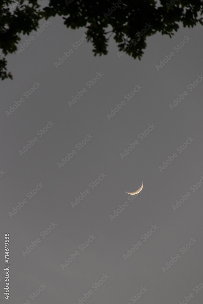 Crescent moon in the dark sky with silhouette of trees in the background. Crescent moon in the dark sky with silhouette of trees in the background.