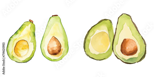 an avocados watercolor vector