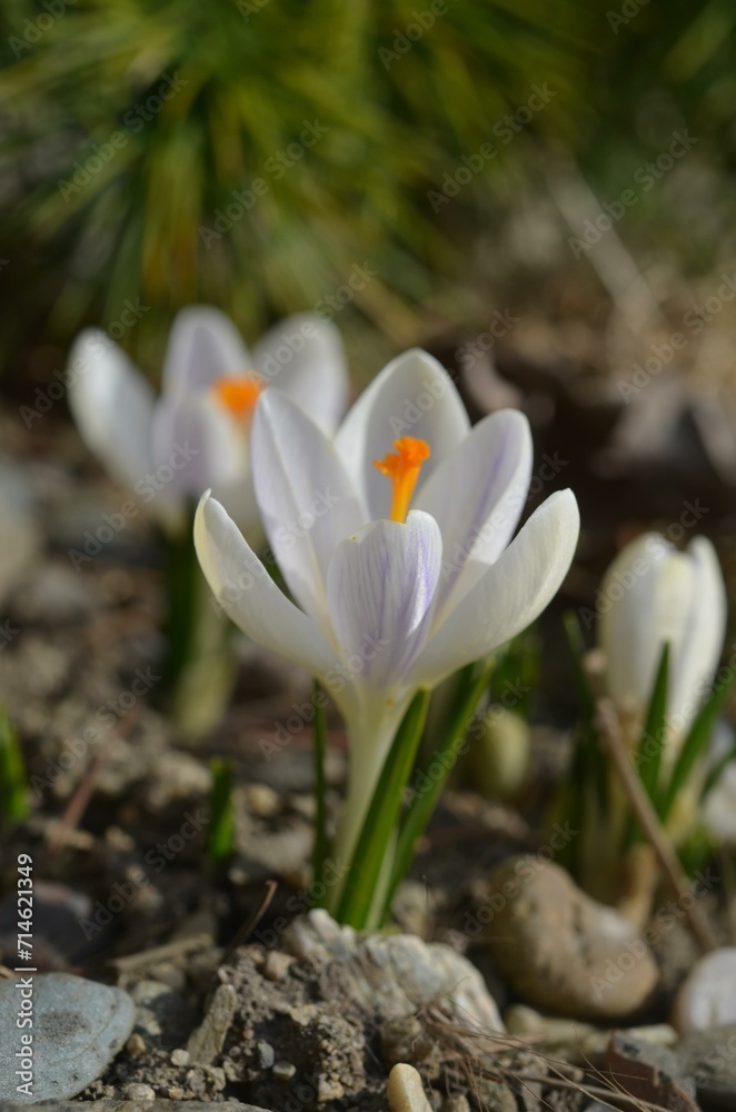 Fototapeta premium Spring blooming Crocus tommasinianus 'Pieta'
