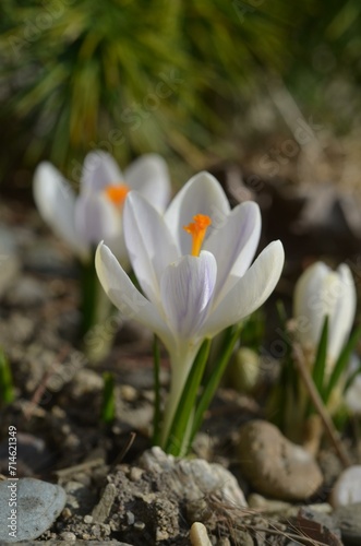 Spring blooming Crocus tommasinianus 'Pieta'