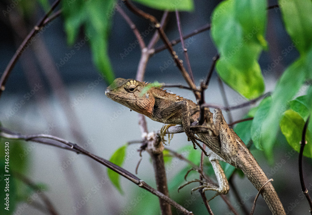 close up chameleon sits on a branch in the rainforest. chameleon attached to a tree trunk. natural background. close up chameleon sits on a branch in the rainforest. chameleon attached to a tree trunk. natural background.