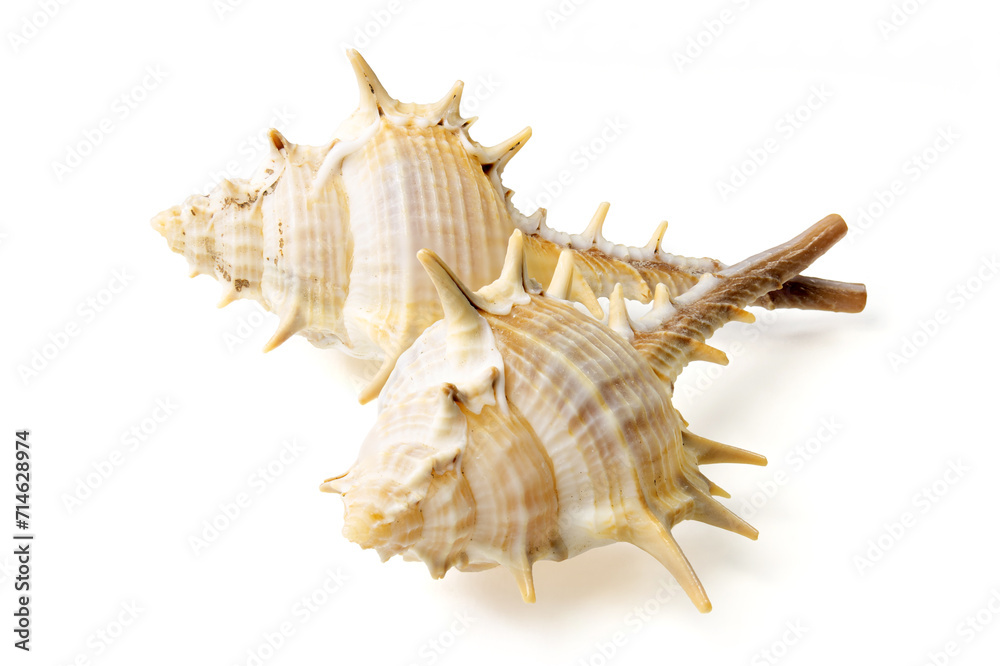 Seashells and shells on white background