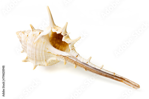Obraz na płótnie Seashells and shells on white background w salonie