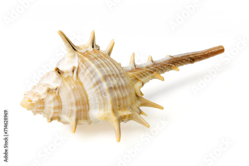 Obraz na płótnie Seashells and shells on white background w salonie