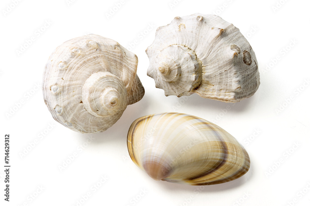 Seashells and shells on white background