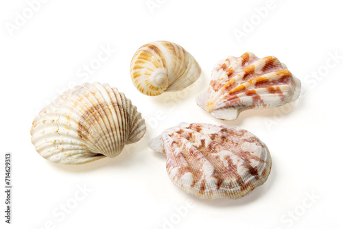Obraz na płótnie Seashells and shells on white background w salonie