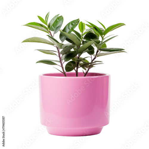 plant in a pot