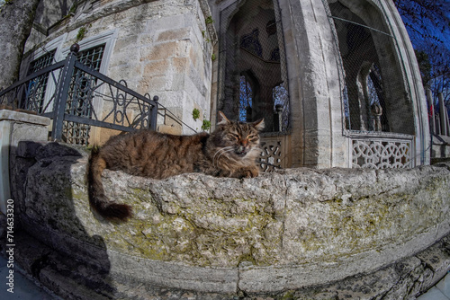 Canvas Print Cat outside the Tomb of Eyup Sultan Camii, Istanbul, Turkey