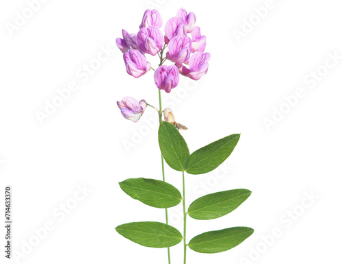 Purple flower of black pea plant isolated on white, Lathyrus n photo