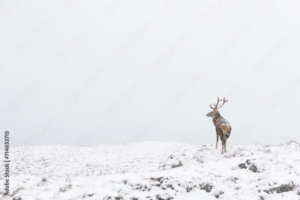 deer in snow deer in snow