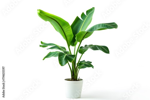 Banana plant in pot on white background.