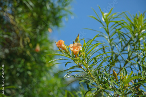 Blossom of yellow oleander (Thevetia peruviana) before blue sky. Space for your text. photo