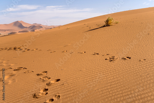 tracks on sand of dune slope , Naukluft desert, Deadlvei, Namibia