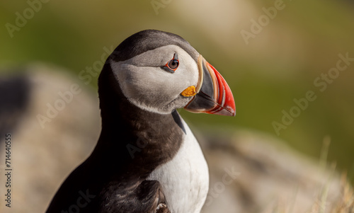 Atlantic puffin (Fratercula arctica), on the rock on the island of Runde (Norway). © Andrei Armiagov