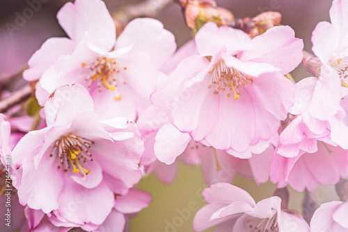 sakura blossom wallpaper spring time