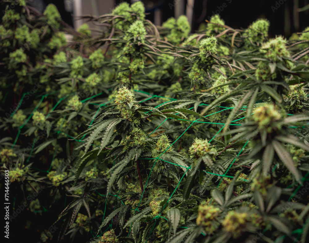Premium cannabis plants in a greenhouse ready for harvest. Premium cannabis plants in a greenhouse ready for harvest.