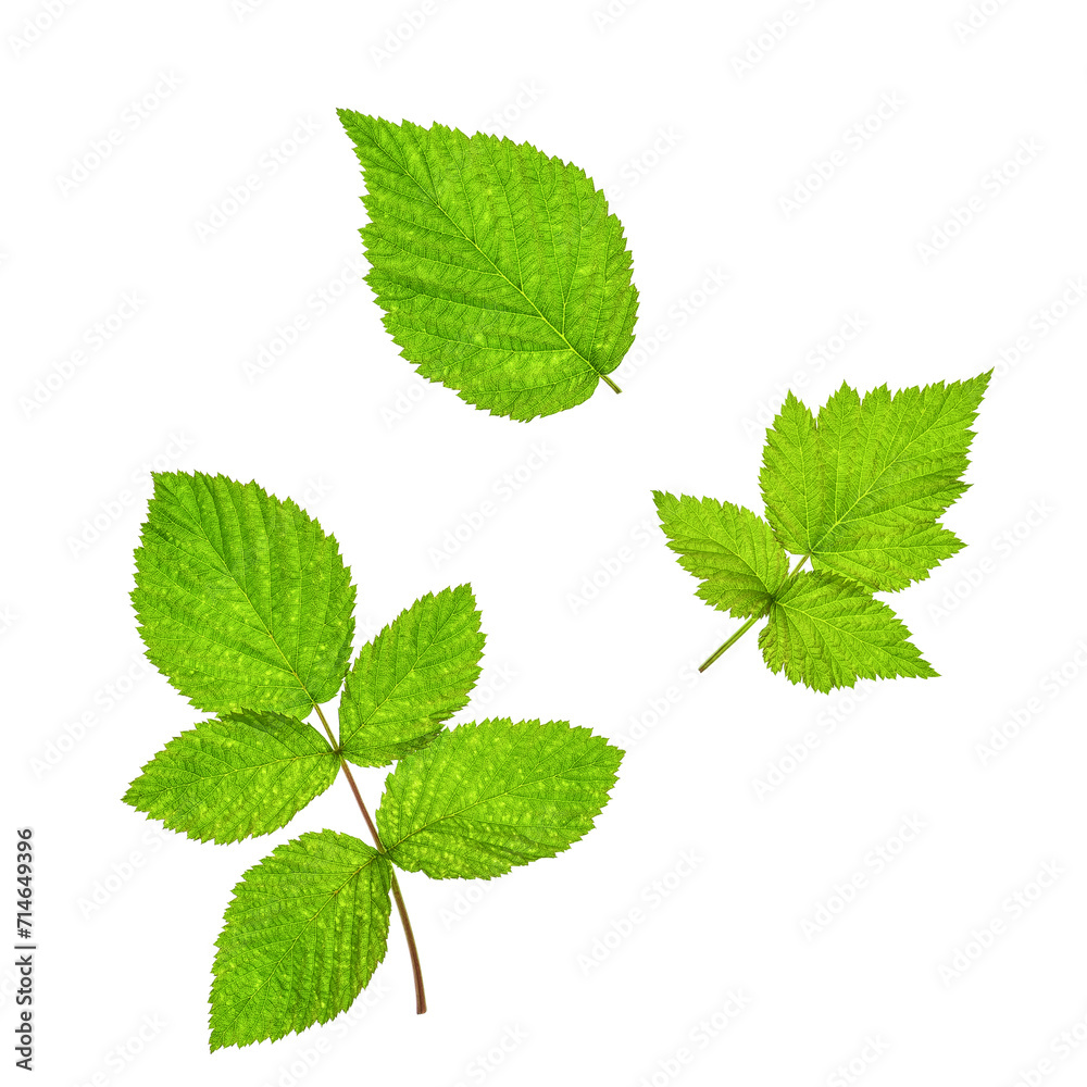 Green raspberry leaves isolated on white background. Top view, flat lay.