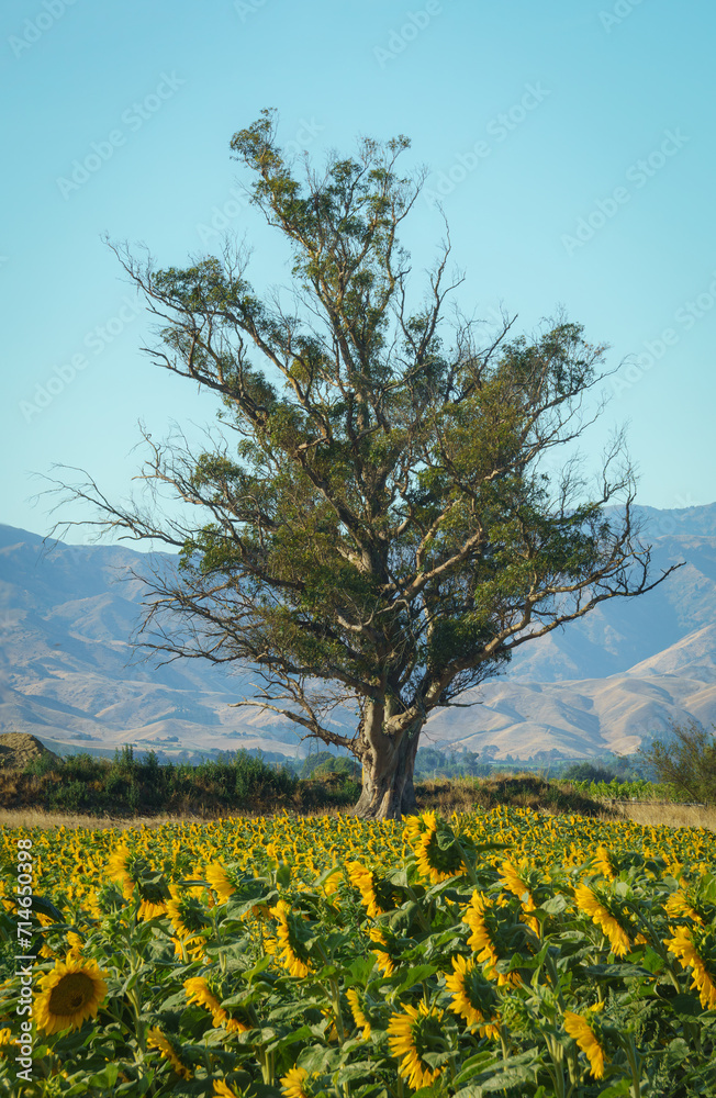 tree with sunflowers