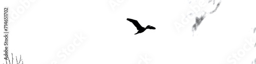 fliegender Kormoran Vogel ikonisch in schwarz wei   Querformat Banner full hd 