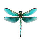 Hines Emerald Dragonfly isolated Transparent Background