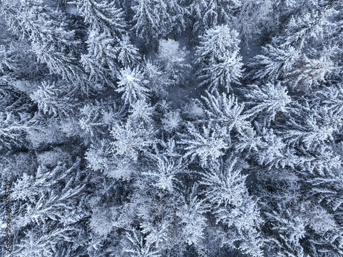 Top down view of frozen forest with snow covered trees.
