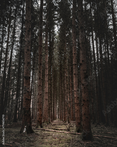 Fototapeta Naklejka Na Ścianę i Meble -  dunkler Wald mit hohen Bäumen