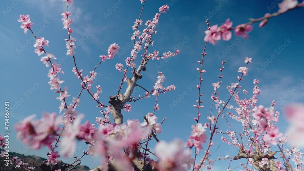 Close up shot of almond or peach tree branches full of beautiful pink blossoming flowers. Sakura bloom in Japan. Fruit tree farm. Concept of spring harvesting season. 