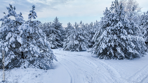 Snow-covered forest and snowy road in winter.