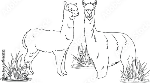 Ilama Alpaca Line art coloring children's book.