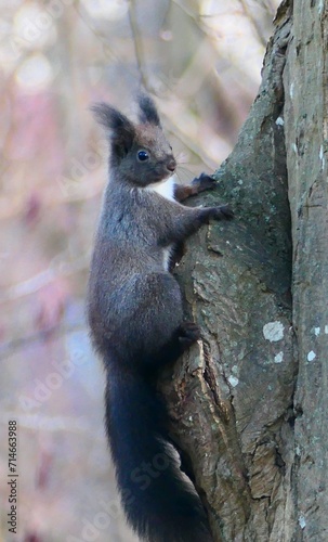 Eichhörnchen am Baum © cagala