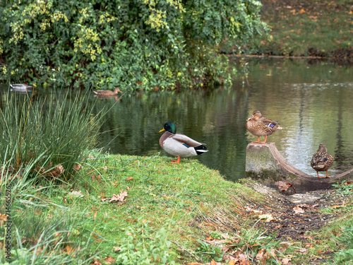 pato macho y pato hembra de cuello verde en un lago descansando