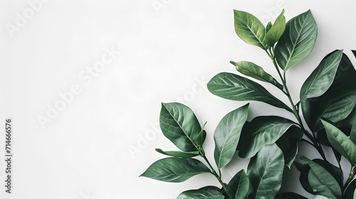 Tropical Finesse  A Vibrant Green Plant on a White Canvas     Create a Serene Atmosphere with This Nature-inspired Image  Ideal for Text Overlay