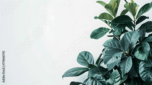 Tropical Finesse  A Vibrant Green Plant on a White Canvas     Create a Serene Atmosphere with This Nature-inspired Image  Ideal for Text Overlay