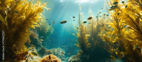 Underwater kelp forest at California island reef housing marine creatures.