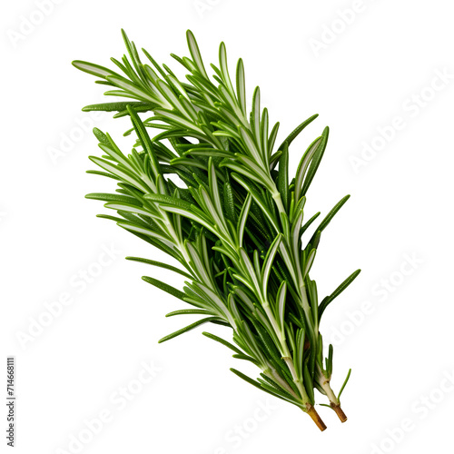 rosemary png. rosemary leaf png. Salvia rosmarinus png. rosemary top view png. rosemary flat lay png. aromatic herb of rosemary png